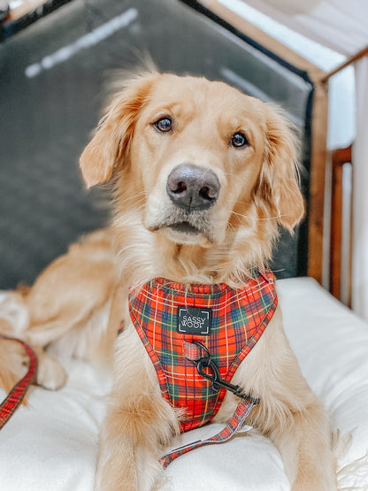 Dog Two Piece Bundle - Deck the Paws