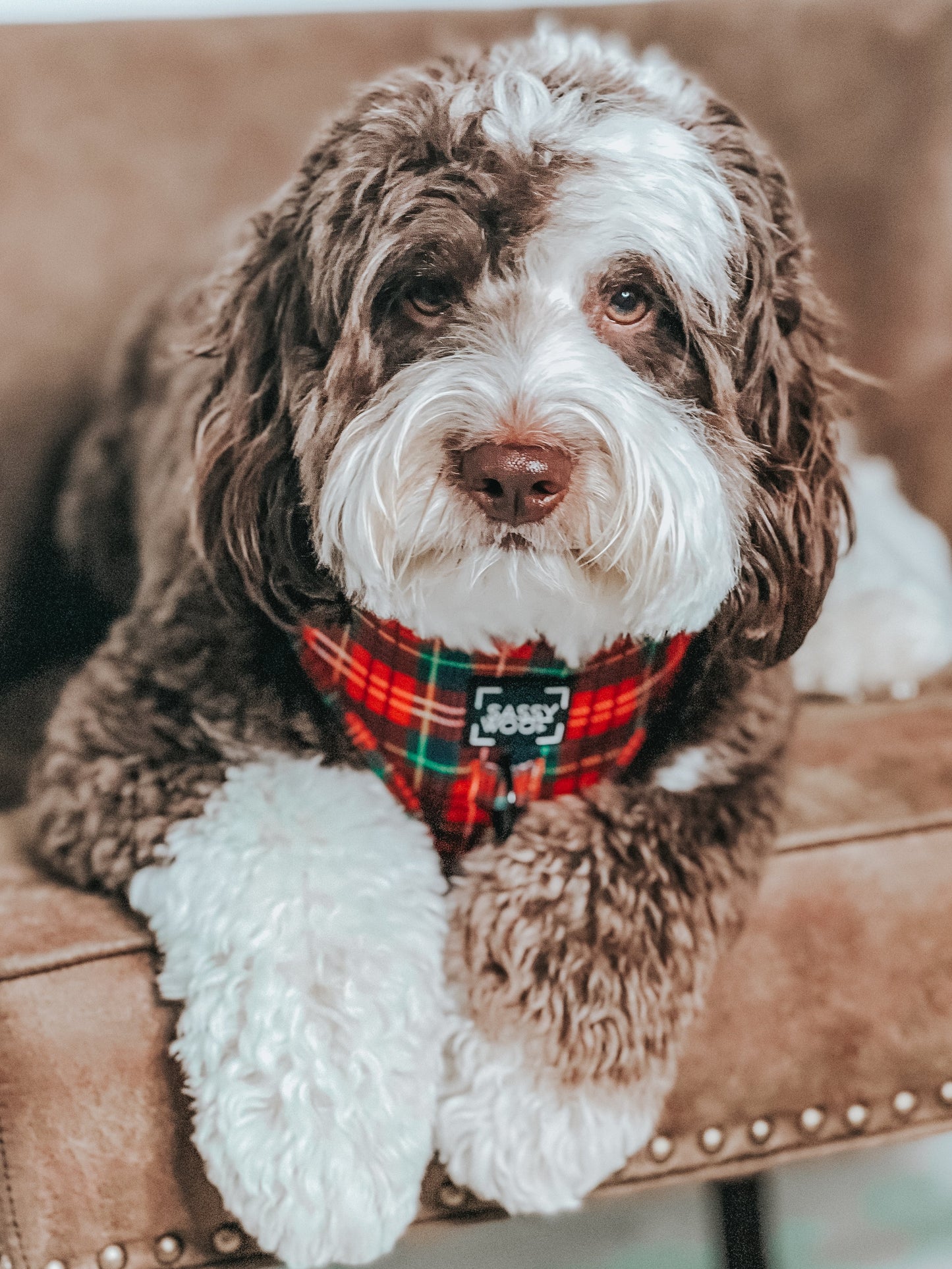 Dog Two Piece Bundle - Deck the Paws