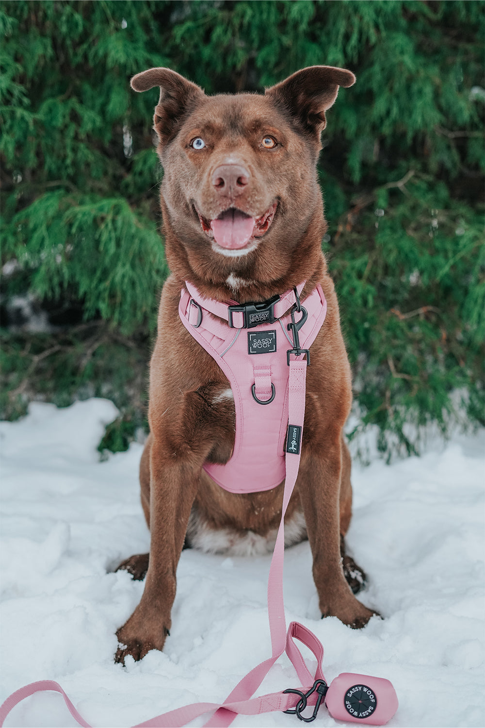 Dog Two Piece Bundle - Dusty Rose