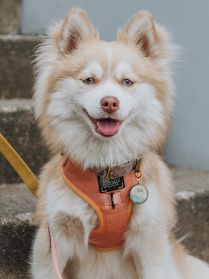 Dog Four Piece Bundle - Apple Cider