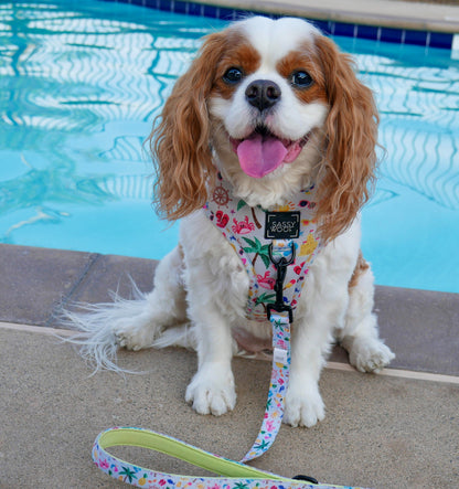 Dog Two Piece Bundle - Beach Please