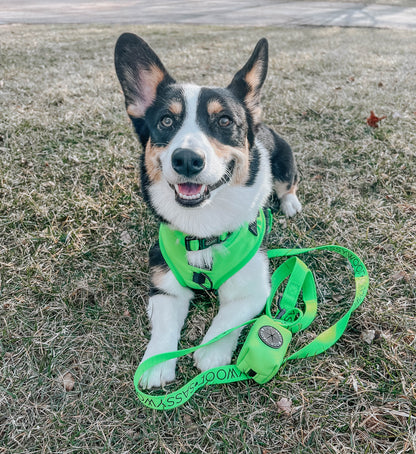 Dog Four Piece Bundle - Neon Green