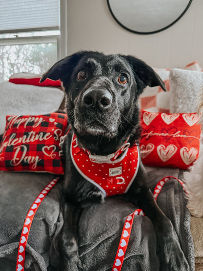 Dog Collar - Little Love