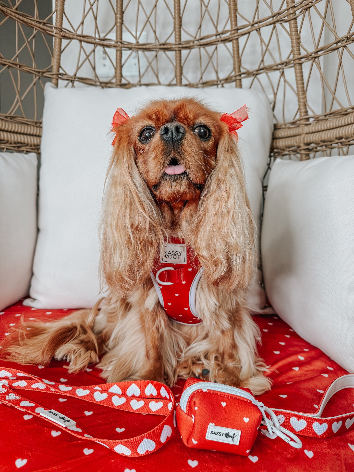 Pet Blanket - Little Love