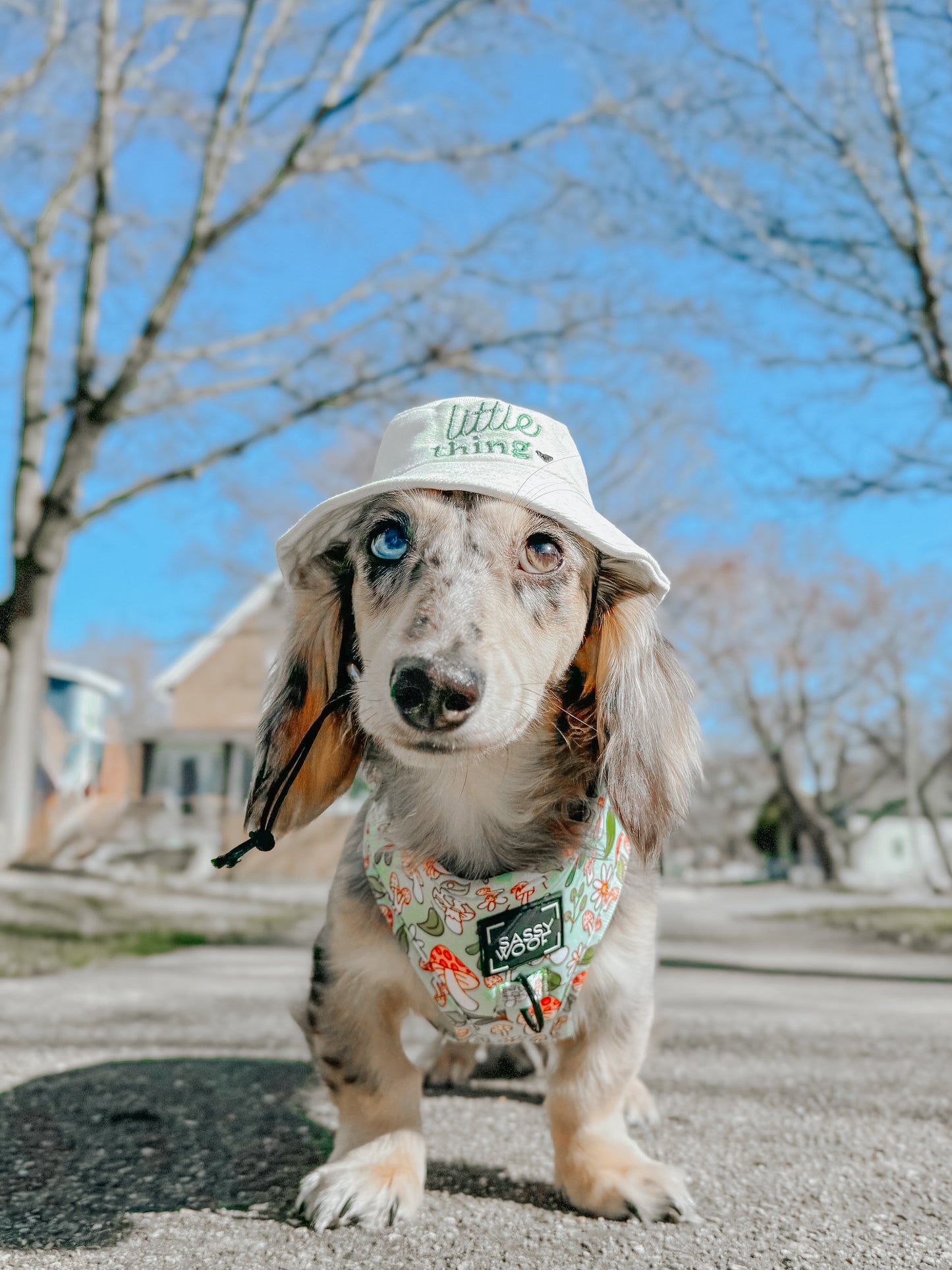 Dog Adjustable Harness - Shrooms & Blooms