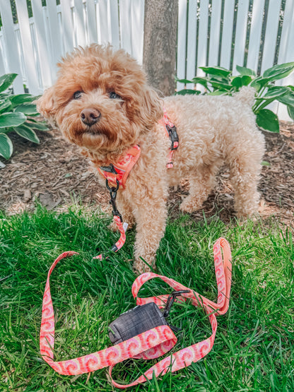 Dog Two Piece Bundle - Summer Sorbet
