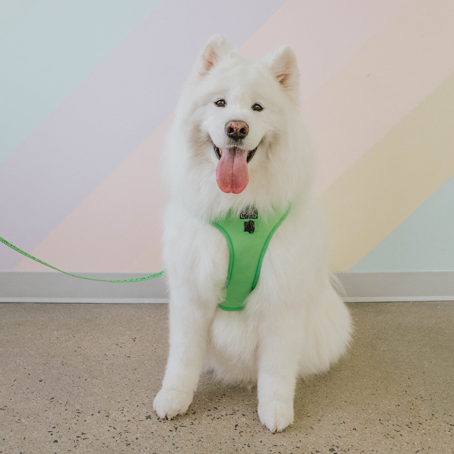 Dog Four Piece Bundle - Neon Green