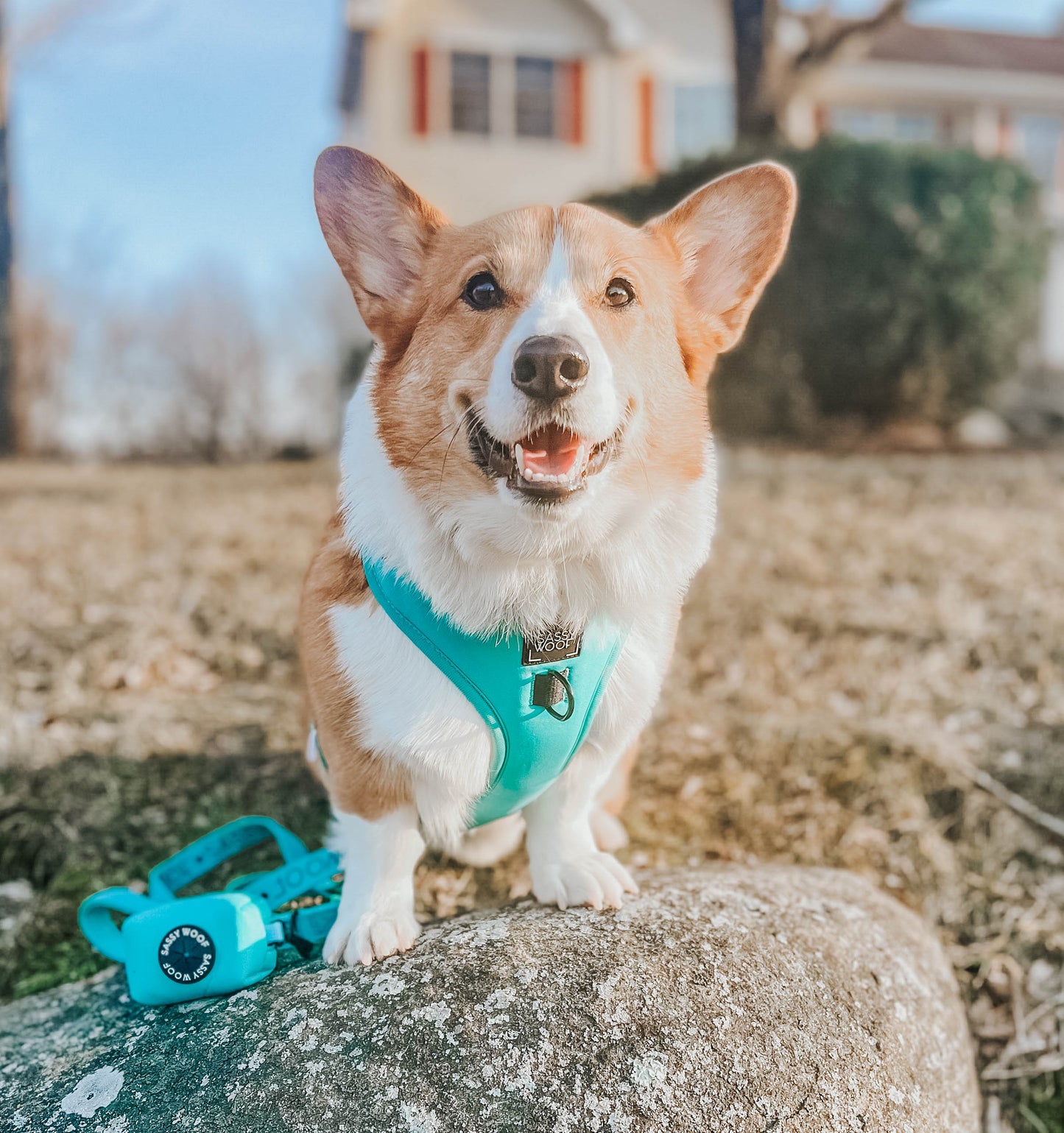 Dog Waste Bag Holder - Neon Blue