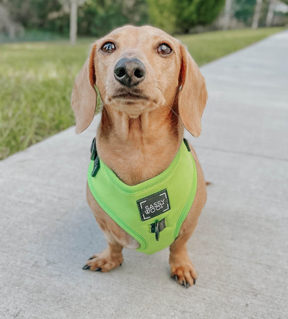 Dog Two Piece Bundle - Neon Green