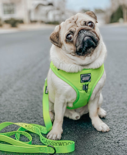 Dog Four Piece Bundle - Neon Green