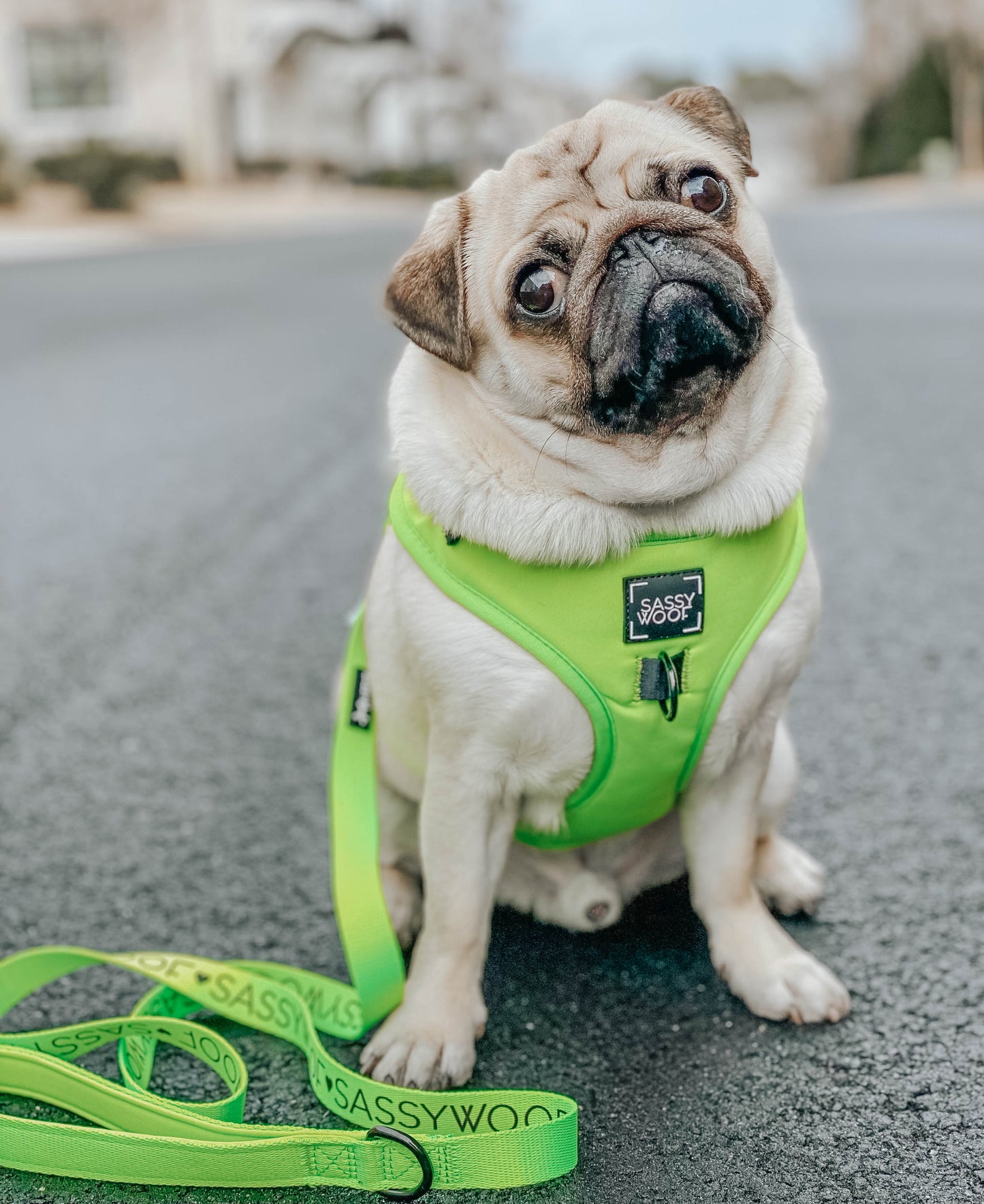 Dog Two Piece Bundle - Neon Green