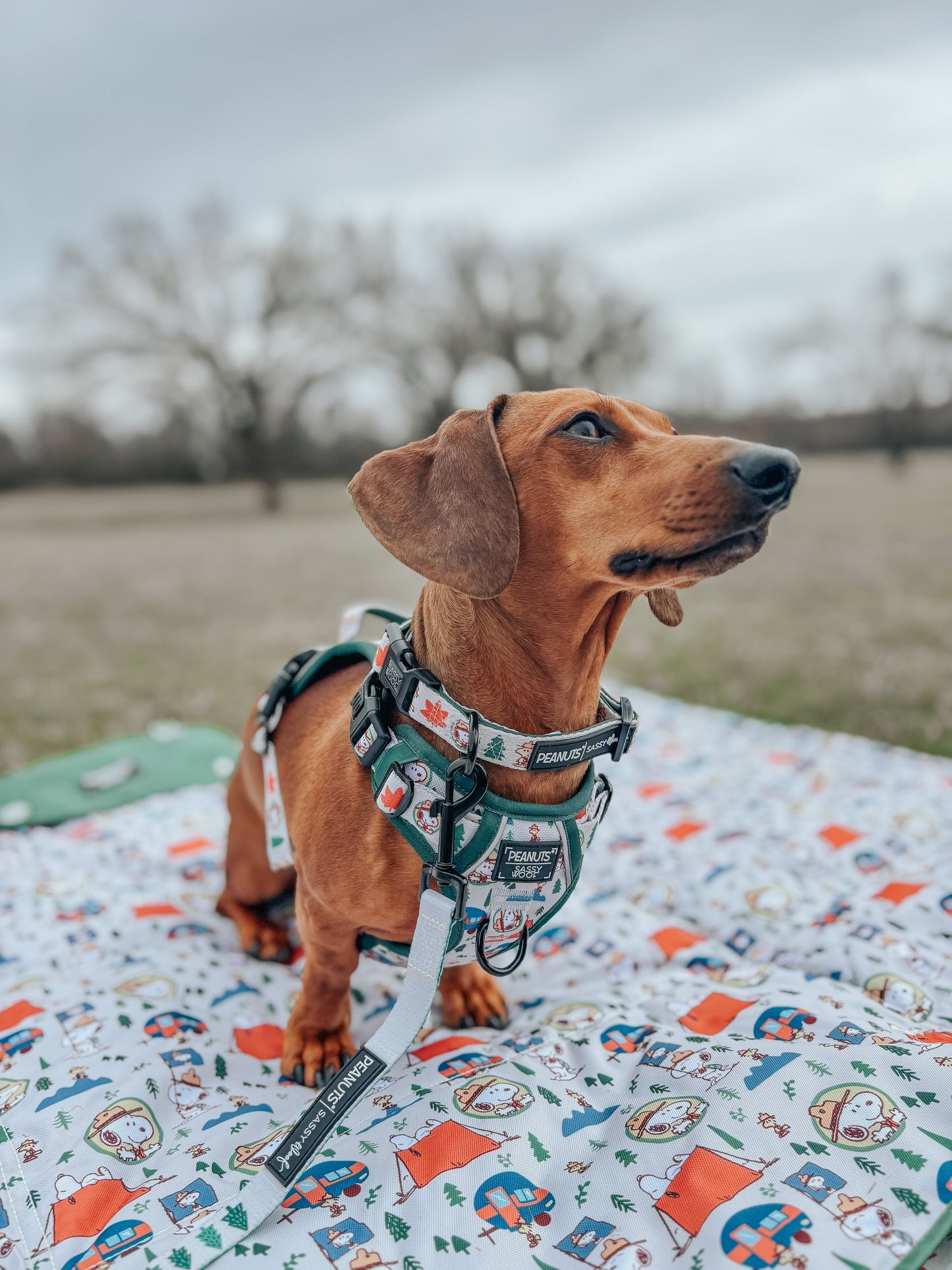 Dog Three Piece Bundle - Peanuts™ Beagle Scouts