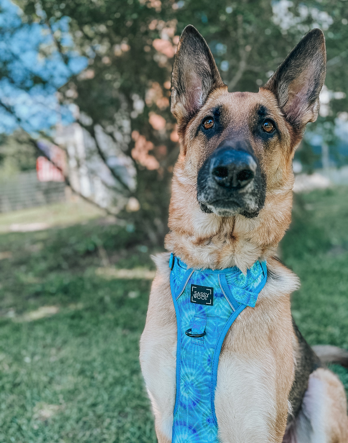 Dog Two Piece Bundle - Tropical Tides