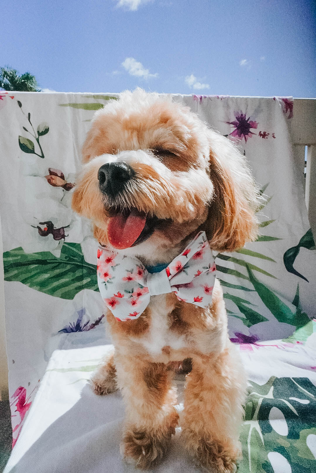 Dog Bowtie - Sakura