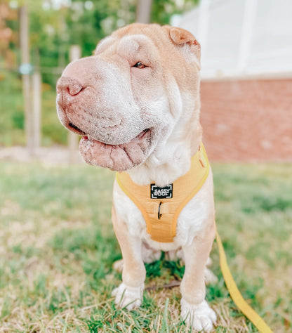 Dog Four Piece Bundle - Sunflower Fields